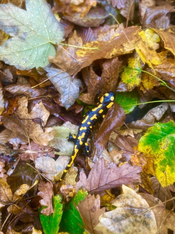Manland Vendégház Lillafüred Esterno foto